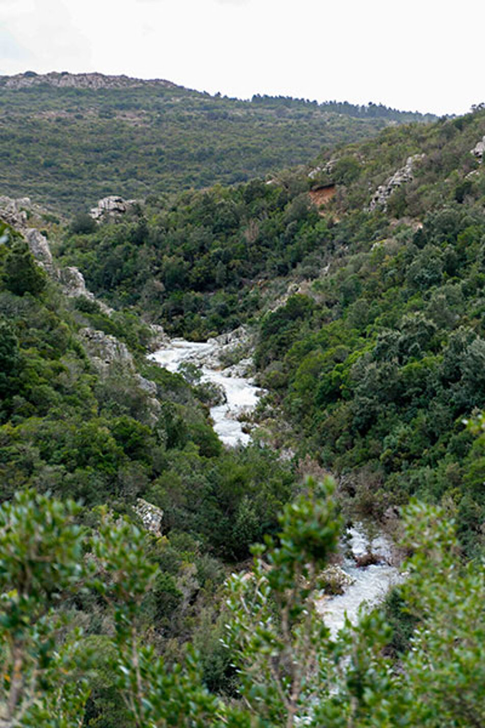 sealives_monte_lerno_2.jpeg sealives_monte_lerno_2.jpeg