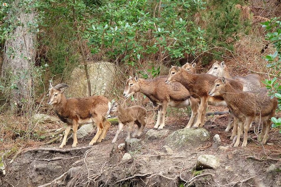 foresta_monte_lerno_03.jpeg foresta_monte_lerno_03.jpeg