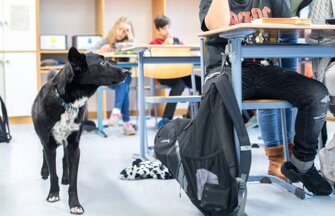 cane a scuola.jpeg cane a scuola.jpeg