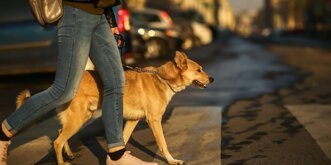 cane-metropoli-scaled.jpeg cane-metropoli-scaled.jpeg