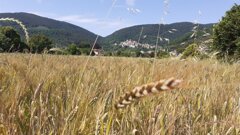 Spiga del farro matura coltivato ad Ameglia in Liguria