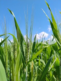Spiga del farro acerba coltivato ad Ameglia in Liguria