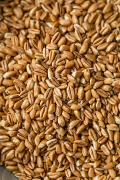 chicchi di farro dicocco