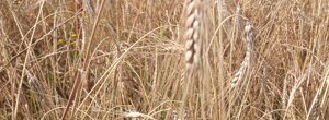 Campo farro maturo giugno 2026