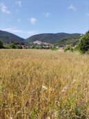 farro in maturazione