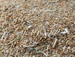 chicci di grano senatore cappelli