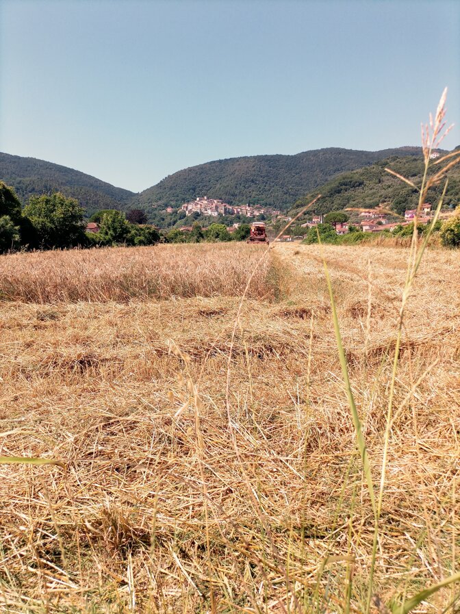 Mietitura del farro ad Ameglia
