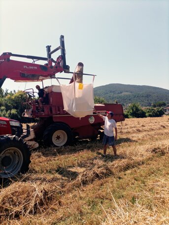 Trebbiatura del farro ad Ameglia