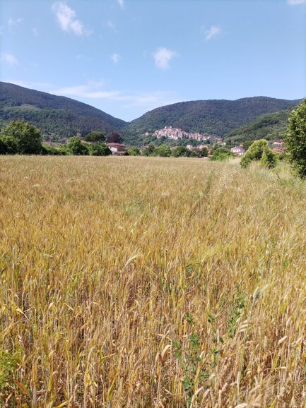 campo di farro maturo