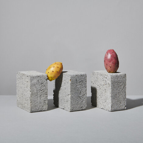 Still life con due fichi d'India di colore giallo e rosato disposti su piccoli blocchi in cemento