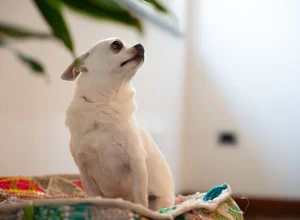 under%20the%20tower%20pisa%20(18)