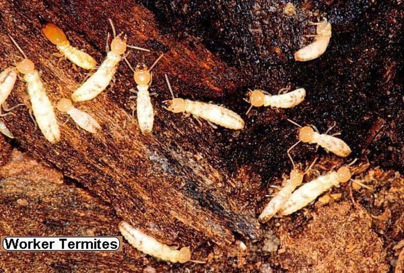 how-to-prevent-termite-intrusion