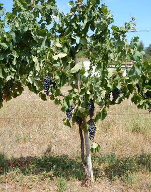Refosco per estate