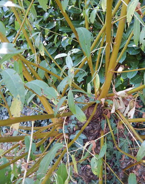 Salice corteccia gialla