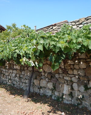 Bersò e cortile farie estate