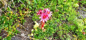 fioritrasquera5fiorivallescia