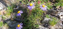 fioritrasquera9fiorivallescia