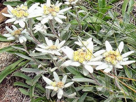 a_stella_alpina a_stella_alpina