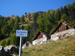 34alpeciampalbino 34alpeciampalbino