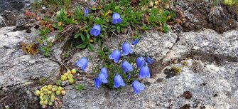 fioritrasquera6fiorivallescia