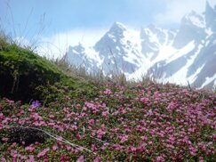 5primifiori_1 5primifiori_1
