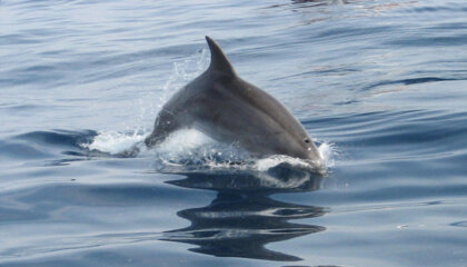 3afdcf57-bd91-4cef-961b-80ef3d430cd0