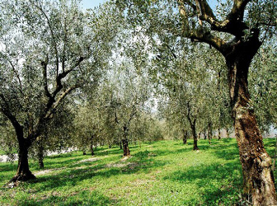 2bcf0c8f-db31-44d7-911a-d65fda28714e 2bcf0c8f-db31-44d7-911a-d65fda28714e