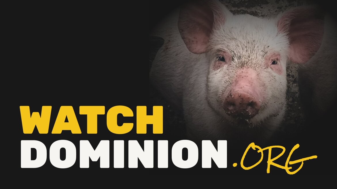 c2306ff2-df55-476e-856e-08638814c917 c2306ff2-df55-476e-856e-08638814c917