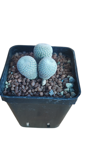 epithelanthia-micromeris-v-densispina