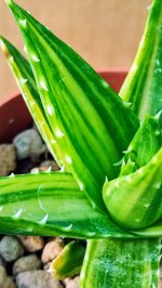 aloe-mitriformis-f-variegata