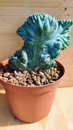 myrtillocactus-geometrizans-f-crestata