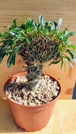 pachypodium-lamerei-f-crestata