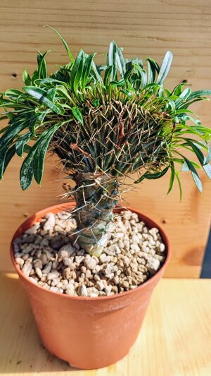 pachypodium-lamerei-f-crestata