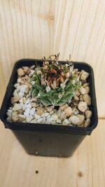 turbinicarpus-alonsoi