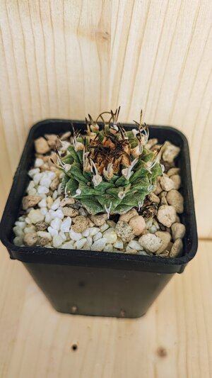 turbinicarpus-alonsoi