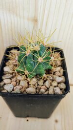 ferocactus-glaucescens