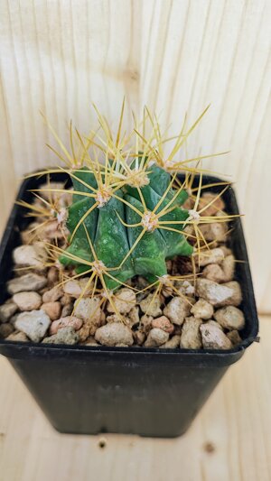 ferocactus-glaucescens