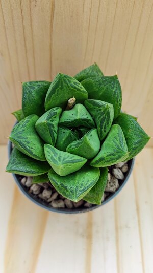 haworthia-cuspidata