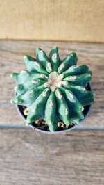 ferocactus-glauscens-inermis