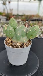 tephrocactus-neuquensis