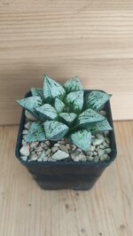 haworthia-picta