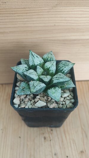haworthia-picta