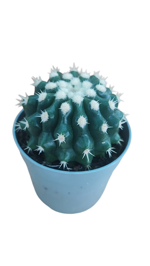 echinocactus-grusoni-brevispinus