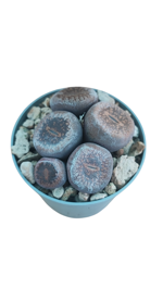 lithops-sp