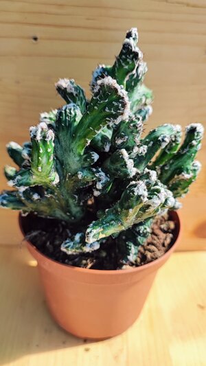 monvillea-spegazzini