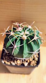 homalocephala-texensis