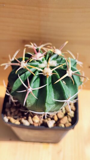 homalocephala-texensis