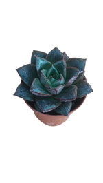 echeveria-purpusorum