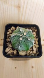 astrophytum-myriostygma-cokabuto