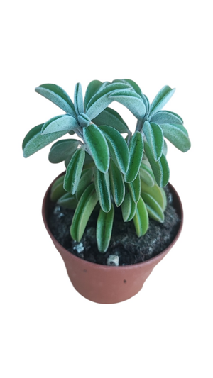 peperomia-dolabriformis